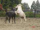 mijn 2 lieverdyees, Samson&Phearrel in de achtertuin bij mij[L]